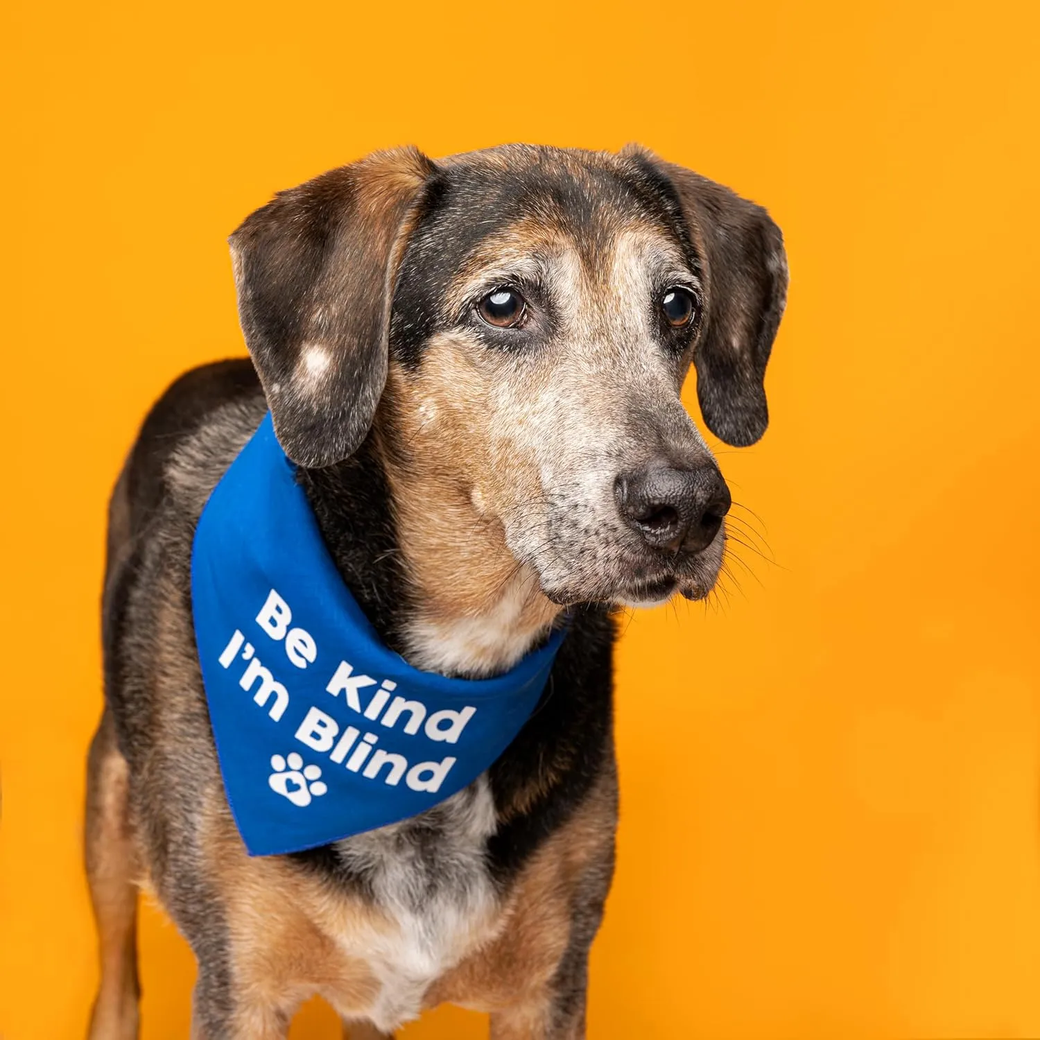 Be Kind I'm Blind Dog Bandana (Navy, OS 352)