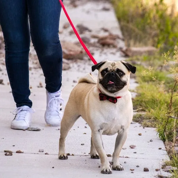 Coastal Accent Microfiber Dog Leash