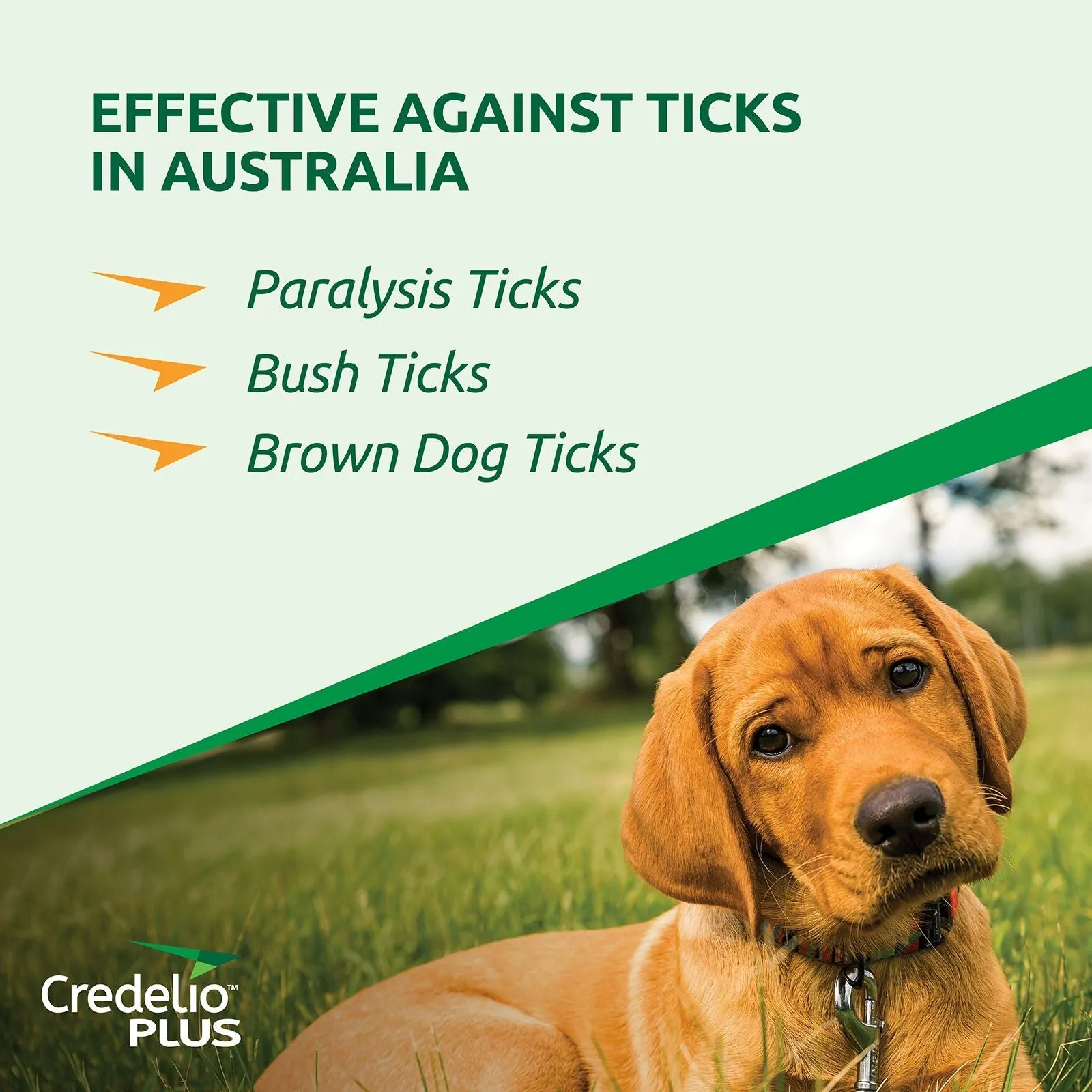 Credelio Plus for Medium Dogs