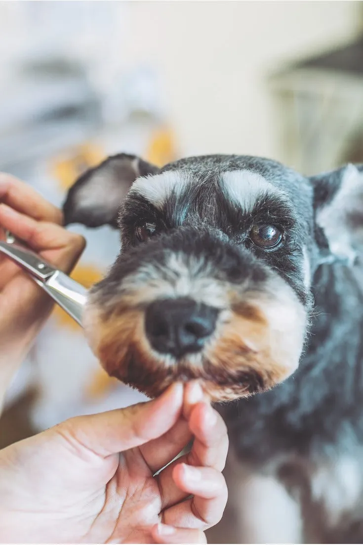 Dog and Cat Pet Grooming Spa