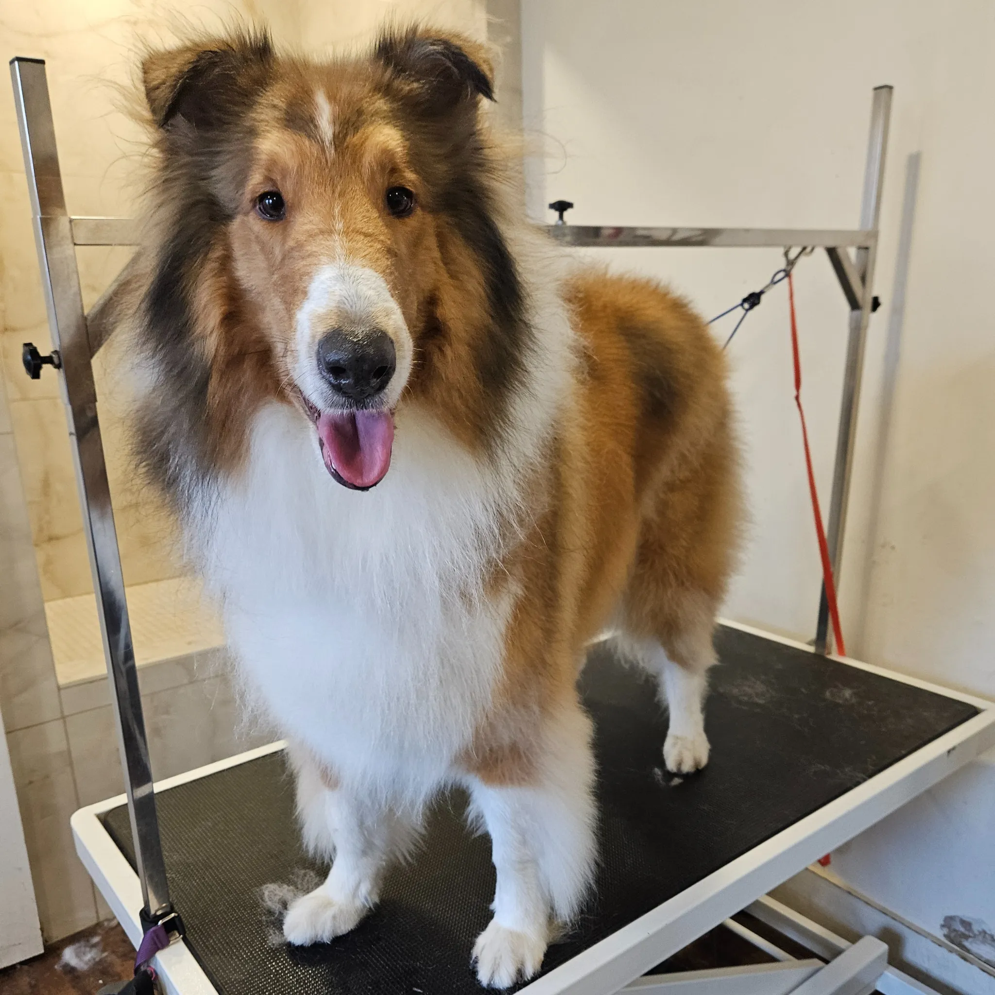 Dog and Cat Pet Grooming Spa
