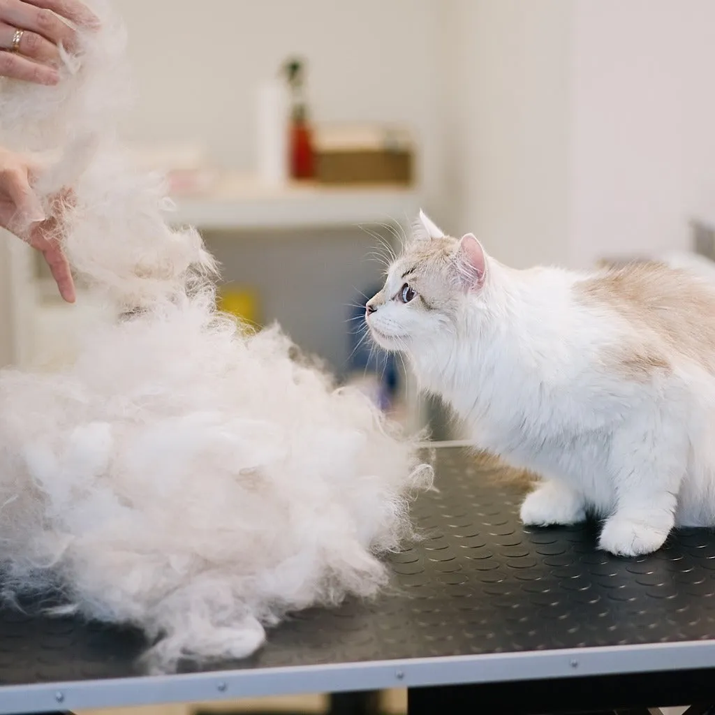Dog and Cat Pet Grooming Spa