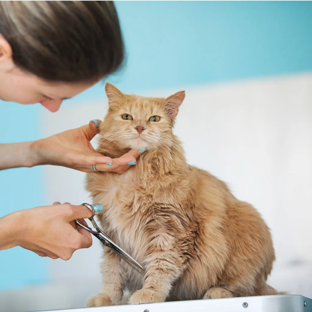 Dog and Cat Pet Grooming Spa