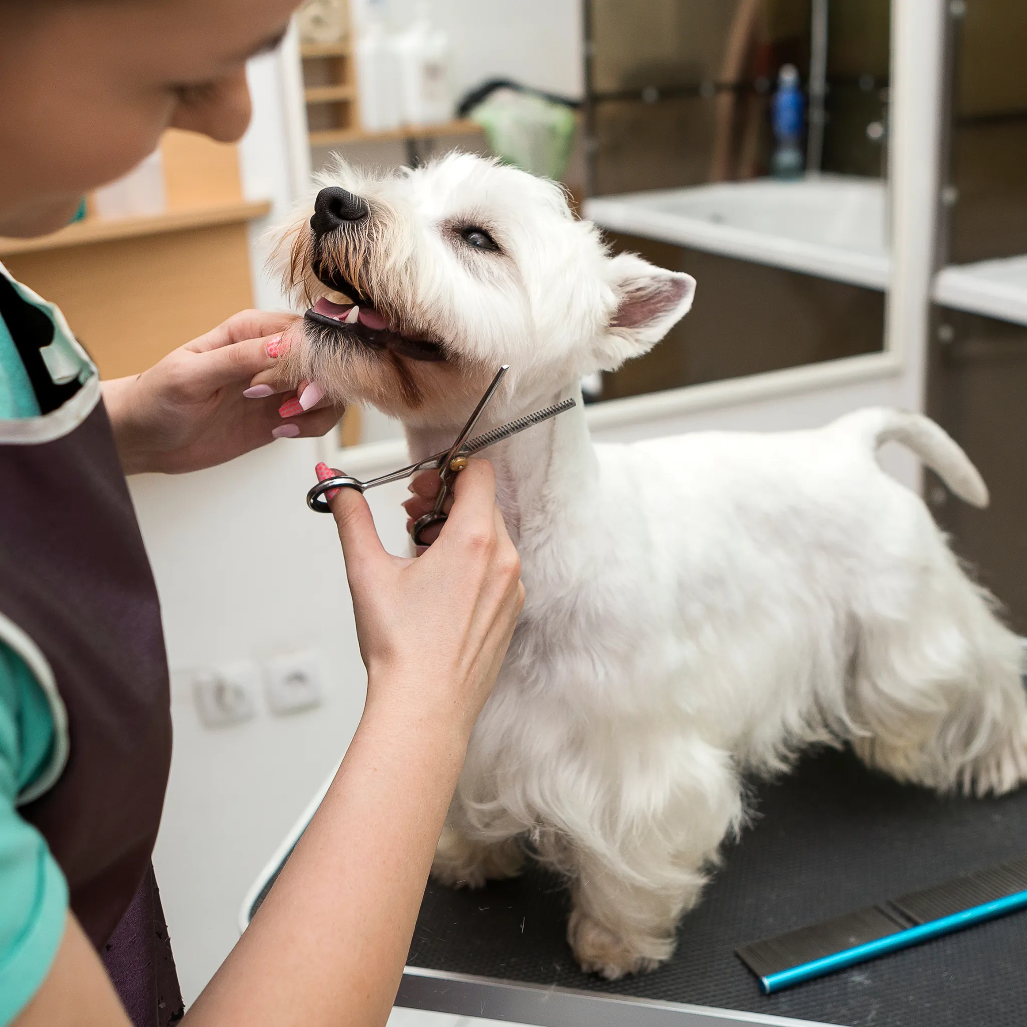 Dog and Cat Pet Grooming Spa