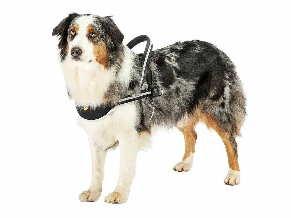ERGOCOMFORT NORDIC 1 PETTORINA