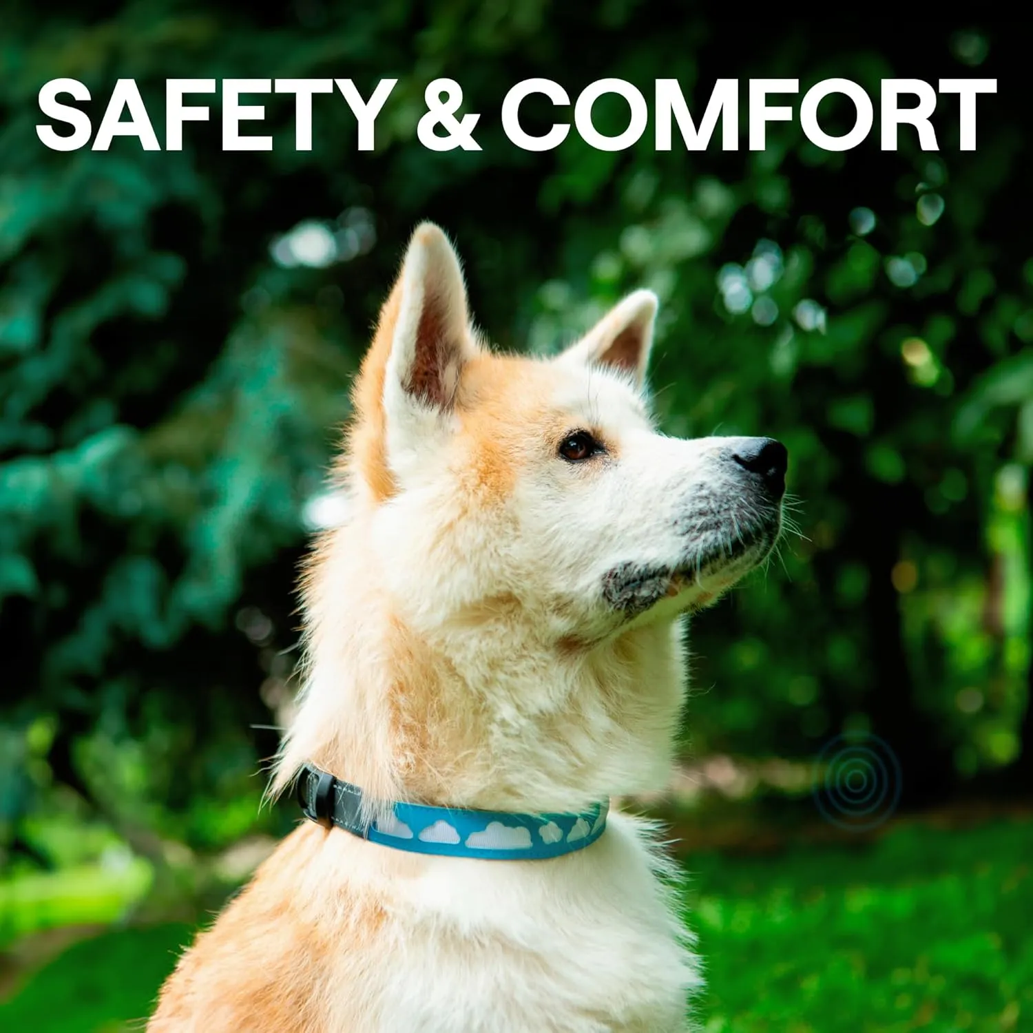 Light Up Dog Collar  Rechargeable, Waterproof, Premium Leather, Blue, Glow in The Dark  Pet Safety Necklace  LED Collar Lights for Dogs Walking at Night, Camping, Traveling  for Medium Breeds
