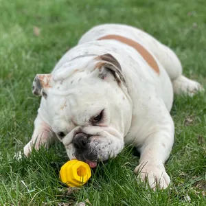 Project Hive Pet Company Dog Chew Toy, Small