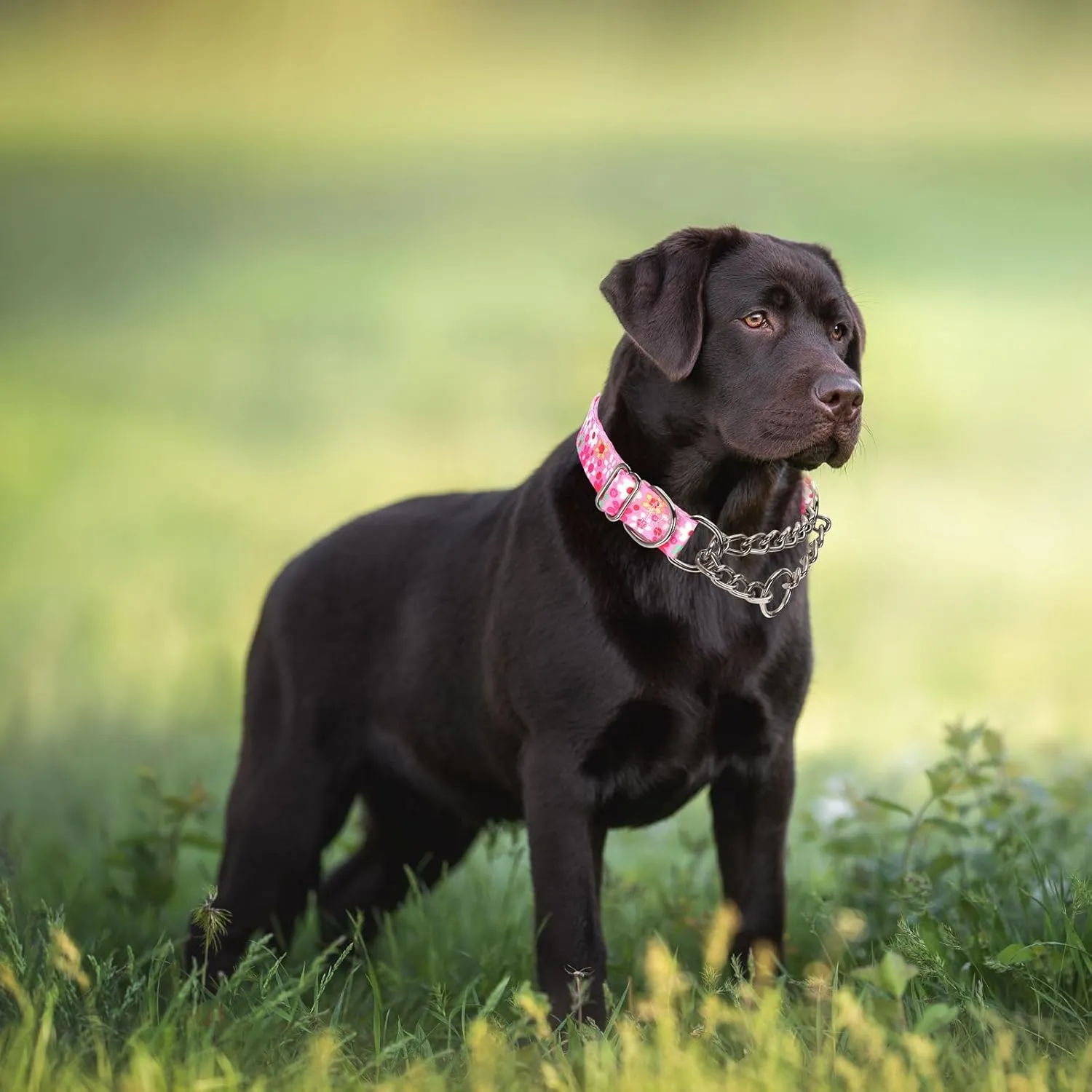 Stainless Steel Chain Martingale Dog Collar, No Pull Slip Cinch Choker Choke Collar Training Escape Proof Heavy Duty Dog Collar for Small Medium Large Pet Girl Female Dogs, Pink Floral XL