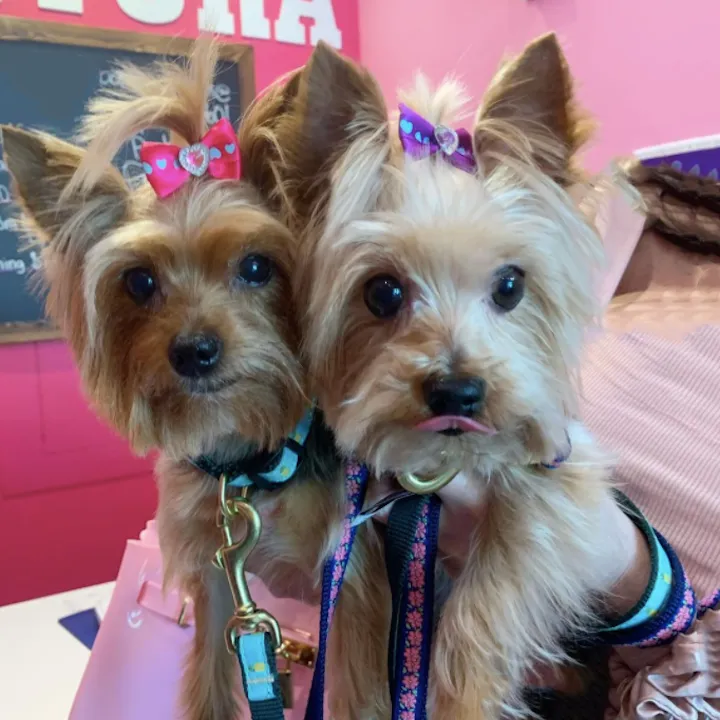 Teacup Leash | Pink Garden